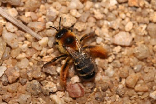 Dasypoda hirtipes
